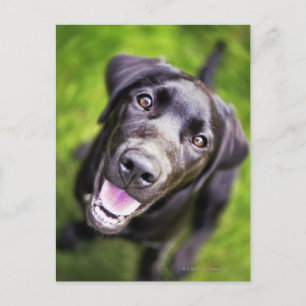 Schwarzer Labrador Welpe nach oben, nah-up Postkarte