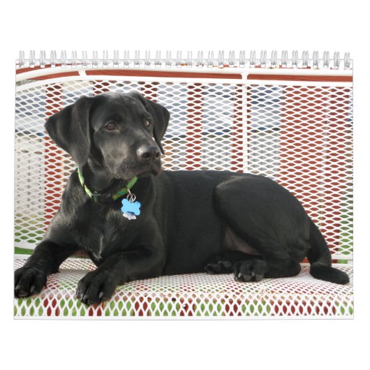Schwarzer Labradorlabrador-Retrieverkalender Kalender (Titelbild)