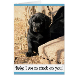 Schwarzer Labradorwelpe