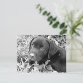 Schwarzer Labradorwelpe Postkarte (Stehend Vorderseite)