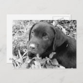 Schwarzer Labradorwelpe Postkarte (Vorne/Hinten)