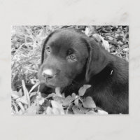 Schwarzer Labradorwelpe