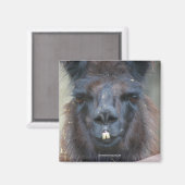 Schwarzer Lama Animal Nature Foto Magnet (Vorderseite/Rückseite)