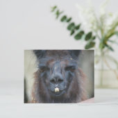 Schwarzer Lama Farm Animal Nature Foto Postkarte (Stehend Vorderseite)