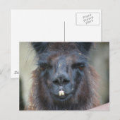 Schwarzer Lama Farm Animal Nature Foto Postkarte (Vorne/Hinten)