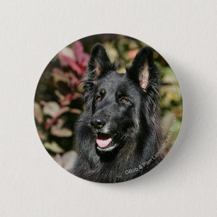Schwarzer langhaariger Schäferhund Button