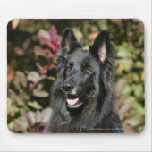 Schwarzer langhaariger Schäferhund Mousepad (Vorne)