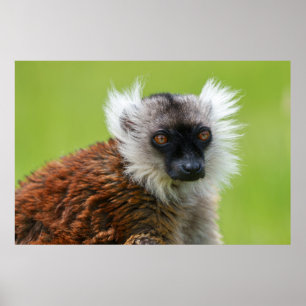 Schwarzer Lemur von Weibchen im Detail Poster