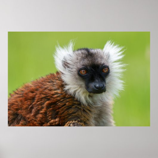 Schwarzer Lemur von Weibchen im Detail Poster (Vorne)