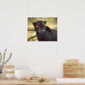 Schwarzer Leopard in der Wildnis Poster (Küche)