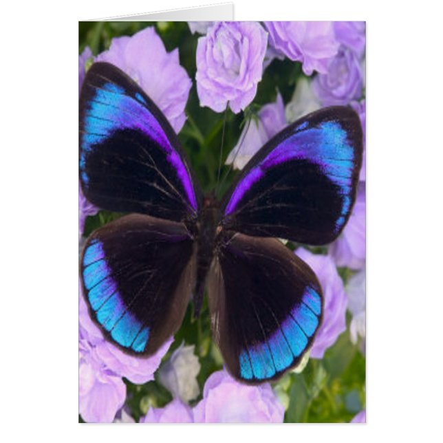 Schwarzer, Lila und blauer Schmetterling (Vorne)