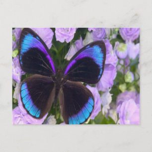 Schwarzer, Lila und blauer Schmetterling Postkarte