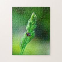 Schwarzer Marienkäfer unterwegs..