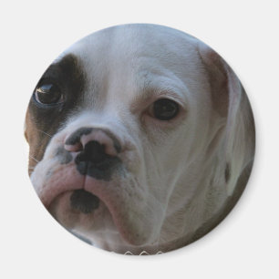 Schwarzer mit Augen Boxer-Hunderunder Magnet