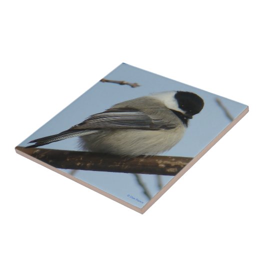 Schwarzer mit einer Kappe bedeckter Chickadee B21 Fliese (Seite)