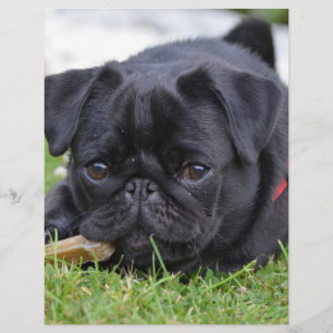Schwarzer Mops