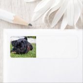 Schwarzer Mops (Insitu)