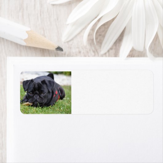 Schwarzer Mops (Insitu)