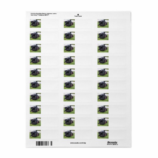 Schwarzer Mops (Vorne)