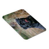 Schwarzer Mops beim Betrachten der Kamera Magnet (Rechte Seite)