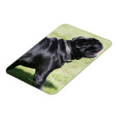 Schwarzer Mops beim Gehen Magnet (Linke Seite)