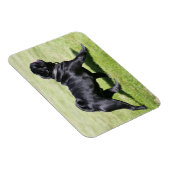 Schwarzer Mops beim Gehen Magnet (Rechte Seite)