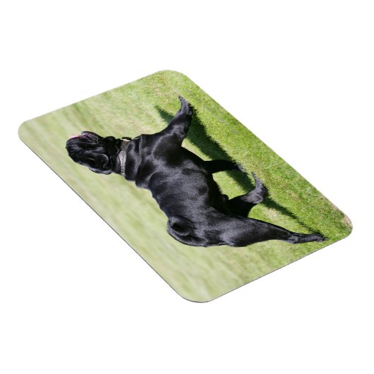 Schwarzer Mops beim Gehen Magnet (Rechte Seite)