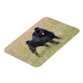 Schwarzer Mops, der aus der Spielhalle heraushält Magnet (Linke Seite)