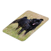 Schwarzer Mops, der aus der Spielhalle heraushält Magnet (Linke Seite)