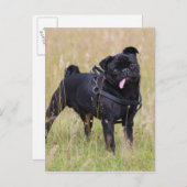 Schwarzer Mops, der aus der Spielhalle heraushält Postkarte (Vorne/Hinten)