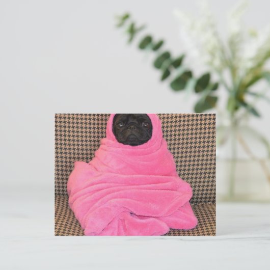 Schwarzer Mops in einer rosa Decke Postkarte (Stehend Vorderseite)