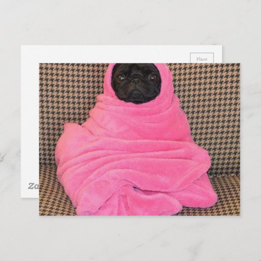 Schwarzer Mops in einer rosa Decke Postkarte (Vorne/Hinten)