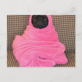 Schwarzer Mops in einer rosa Decke Postkarte (Vorderseite)