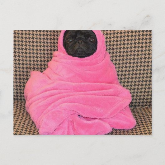 Schwarzer Mops in einer rosa Decke Postkarte (Vorderseite)