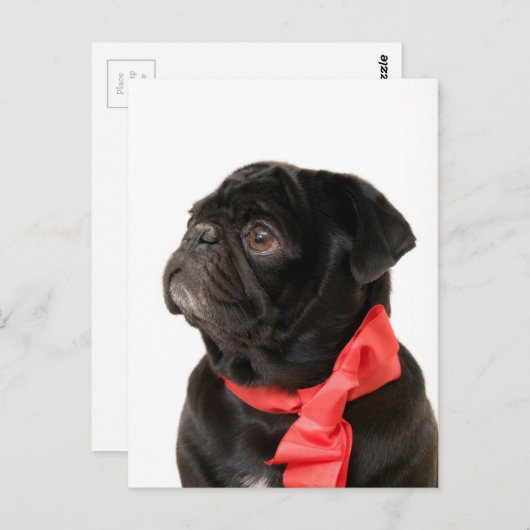 Schwarzer Mops mit rotem Bogen Postkarte (Vorne/Hinten)