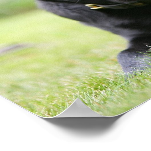 Schwarzer Mops nach unten Poster (Ecke)