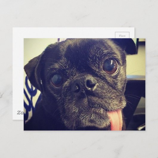 Schwarzer Mops Postkarte (Vorne/Hinten)