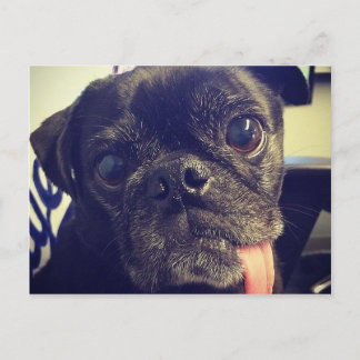 Schwarzer Mops Postkarte