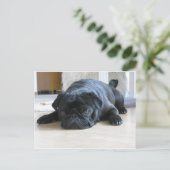 Schwarzer Mops Postkarte (Stehend Vorderseite)