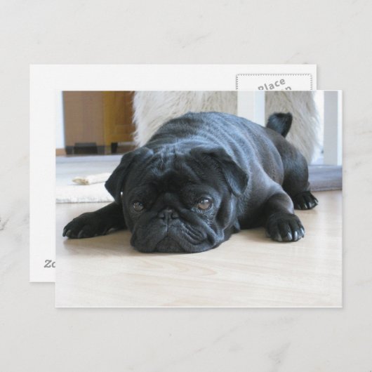 Schwarzer Mops Postkarte (Vorne/Hinten)