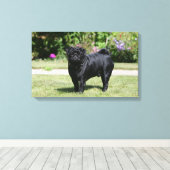 Schwarzer Mops Stehend Kamera Leinwanddruck (Insitu (Holzboden))