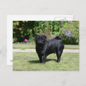 Schwarzer Mops Stehend Kamera Postkarte (Vorne/Hinten)