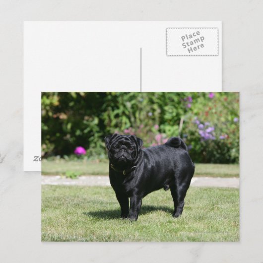 Schwarzer Mops Stehend Kamera Postkarte (Vorne/Hinten)