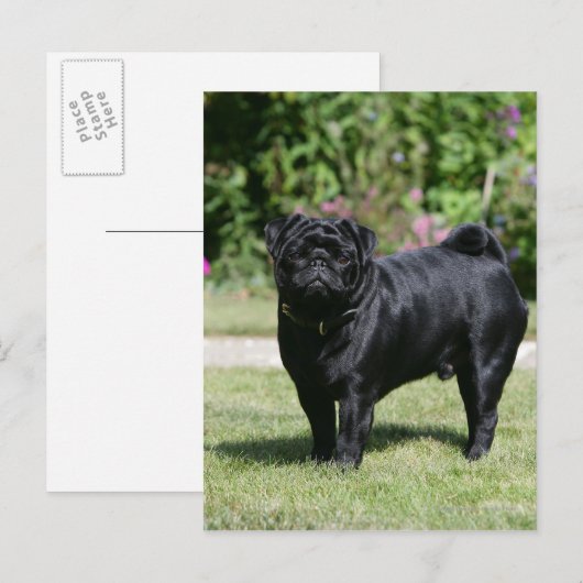 Schwarzer Mops Stehend Kamera Postkarte (Vorne/Hinten)
