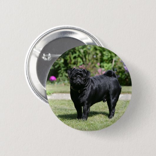 Schwarzer Mops-stehende schauende Kamera Button (Vorne & Hinten)