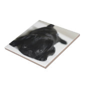 Schwarzer Mops Welpe Fliese (Seite)