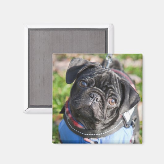 Schwarzer Mops Welpe mit einer Jacke Magnet (Vorderseite/Rückseite)
