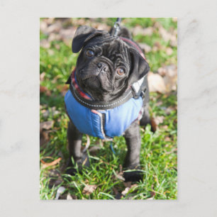 Schwarzer Mops Welpe mit einer Jacke Postkarte
