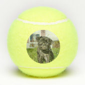 Schwarzer Mops Welpe Tennisbälle (Rückseite)