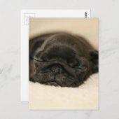 Schwarzer Mops Welpenschläfchen Postkarte (Vorne/Hinten)